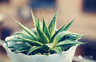 芦荟、仙人掌：天然的防辐射小嫩手