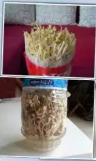 “豆芽种植，如何挑选最佳品种