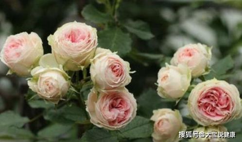 广东月季种植，15个品种花开不断？揭秘真相！