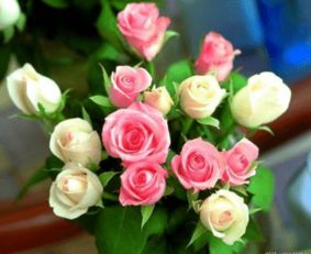 花海中的迷失：如何轻松辨认月季、 玫瑰和蔷薇