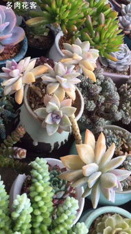 美美的多肉植物多肉植物简笔画拍照中性笔萌萌哒简笔画教程