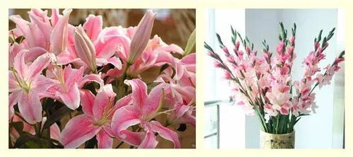 “梯伯百合花语美丽盛放，请问这种花的花语具体代表着怎样的美好寓意呢