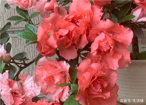 杜鹃花盛开管理，如何保持花后枝繁叶茂