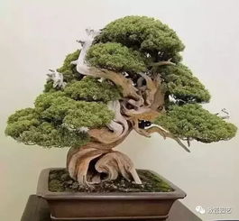 修剪时间的选择