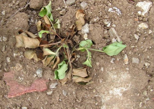 苯醚甲环唑防治花生根腐病效果如何？使用时有哪些注意事项？