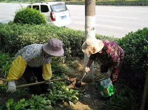 哎呀，还有一个重要的事情，哎呀，就是浇水方法。