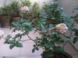 室内种植， 绿植伴侣