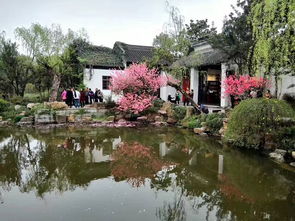 拙政园：海棠与杜鹃的盛宴