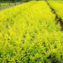 适应性广, 养护简单