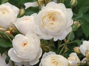 加百列大天使月季