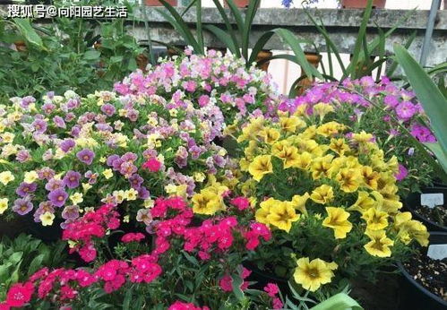 矾根，五彩斑斓的观叶盆栽