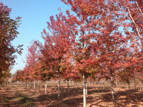 秋天浇水， 要慢慢减少