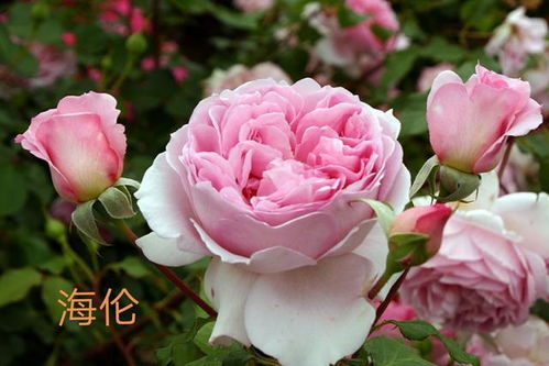 月季，花中的阴谋还是沉迷？