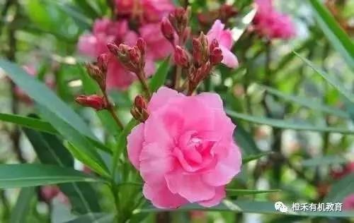 月光下的自然催花术