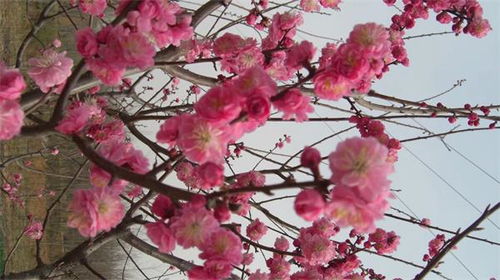 冬季红梅如何养殖？如何让红梅在寒冷中绽放