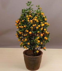 客厅摆什么植物最招财？这些植物你了解吗