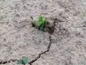 玉米生长后期与除草剂使用的关系