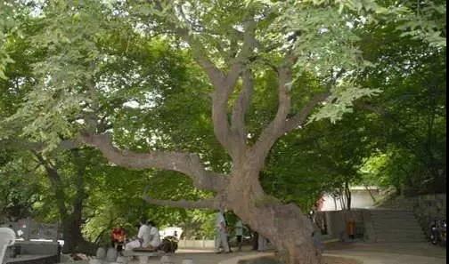 河南的“老朋友”