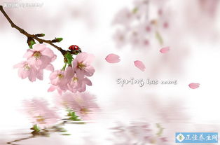 桃花颜色大全：桃花有哪些颜色