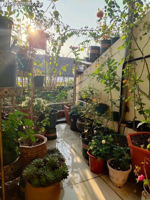 中部庭院总枯苗，愁死人了！