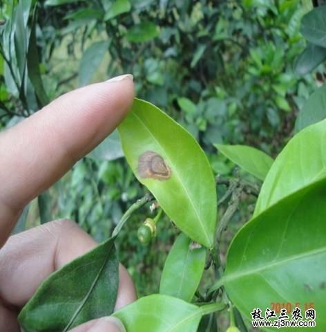 柑橘炭疽病是柑橘类作物常见病害，需提前预防