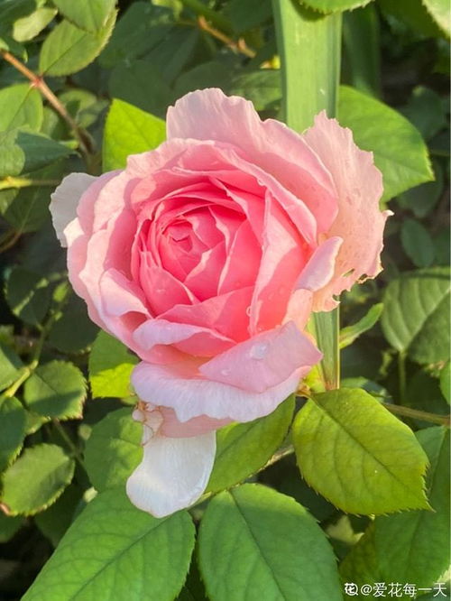 月季花带刺吗？揭秘月季花与玫瑰的异同