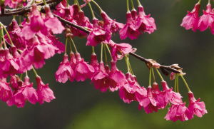樱花种植小窍门，教你如何让樱花成活率高！