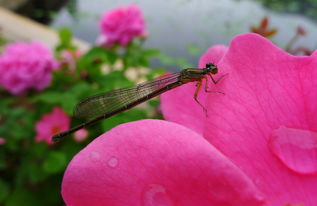 蜻蜓月季的花朵， 美得让人心动