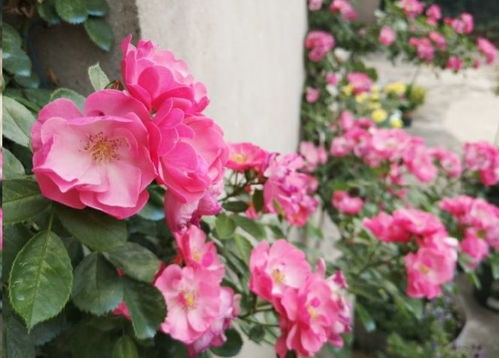 花卉打药，你真的知道Zui佳时机吗？