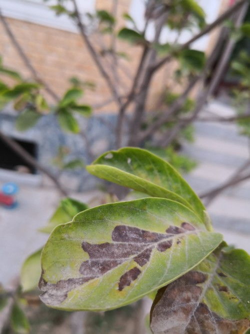 是哪些因素导致其干枯？