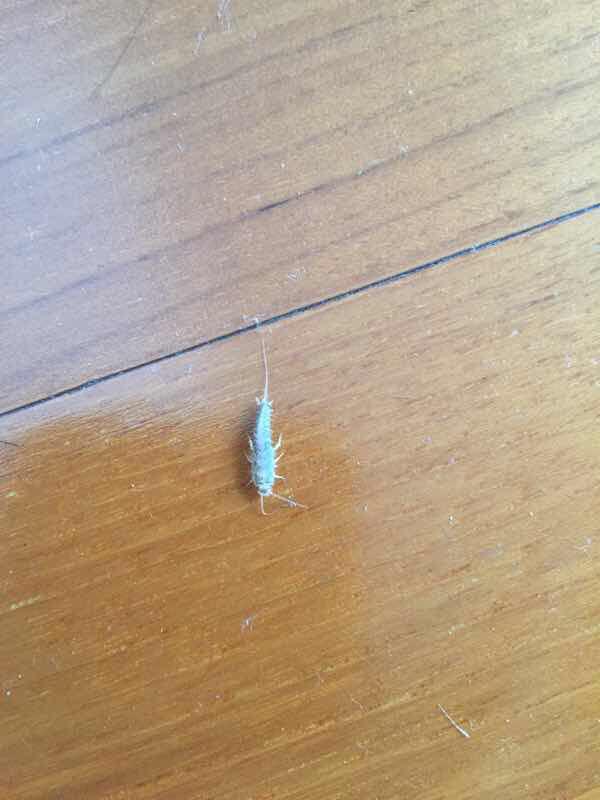 蘑菇里面的小白虫是什么虫？是哪种种类的小白虫