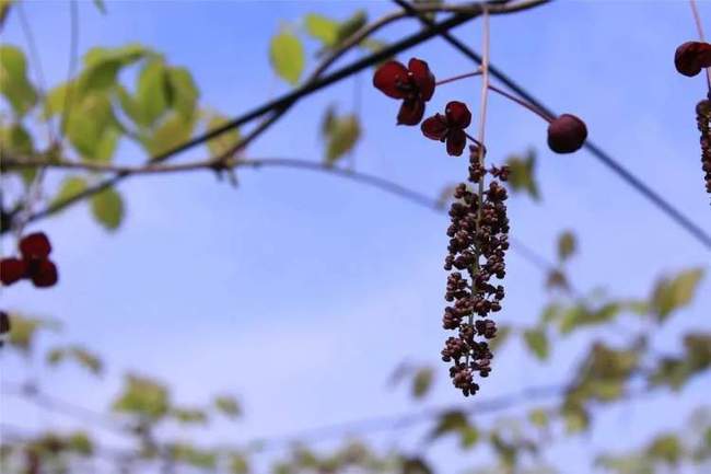 生长习性：藤蔓的舞蹈， 生命的节奏