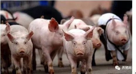 口蹄疫：农业养殖领域“头号杀手”不容忽视