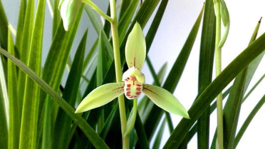 种植兰花需注意土壤、光照与浇水