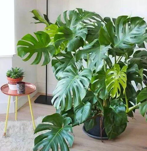 室内养龟背竹，掌握5招轻松养爆盆！
