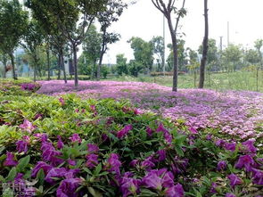 一、 北京街头常见开白花的树