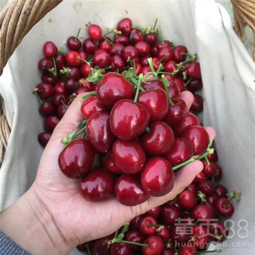辉煌樱桃苗品种大全：种植指南与市场趋势解析