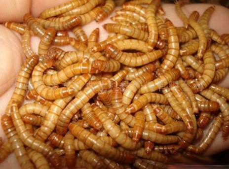 黄粉虫虫粪富含营养成分，是优质的有机肥料