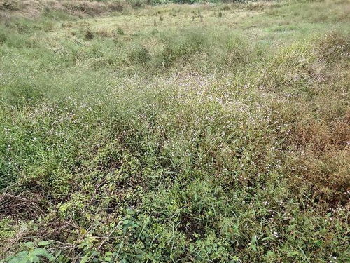 艾草种植，除草有讲究