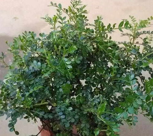 鹅掌木盆栽养护，对人体有害吗？揭秘真相！