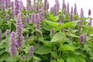 盐碱地治理高手