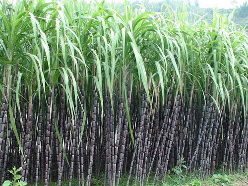 甘蔗种植最佳月份：春季播种，抢占花卉市场先机！