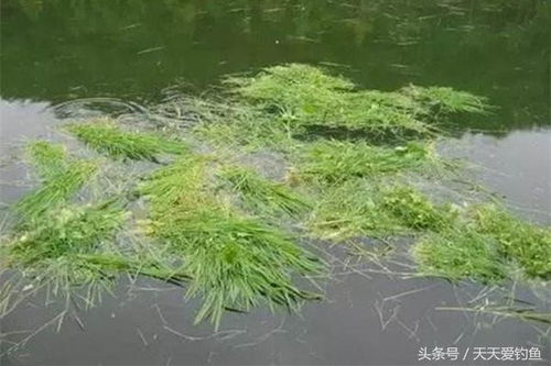 钓钟柳，又称钓钟草
