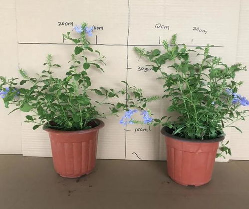 种花儿有啥好处呢？