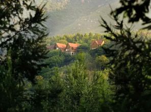 湖南山林里的神秘藤蔓：大自然的奇观与传说