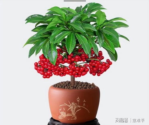 把握“三分阳、 七分阴”，全年挂果