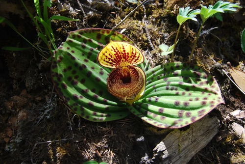 人类如何从采集野生植物逐渐学会驯化和栽培的演变过程