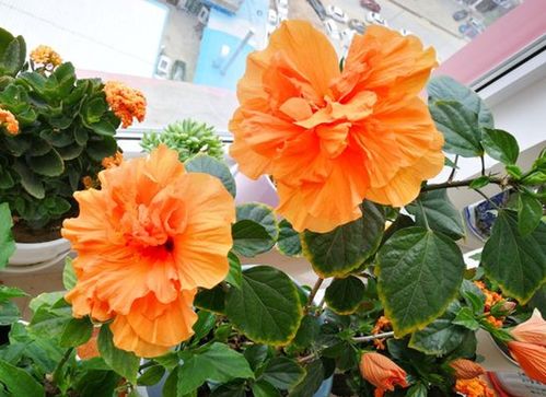 朱槿扶桑花：四季开花的秘密武器