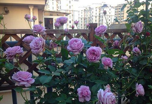 庭院里的月季花：美丽与耐心的结合