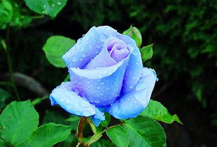 半开的白桃妖精， 像一棵微型的桃树